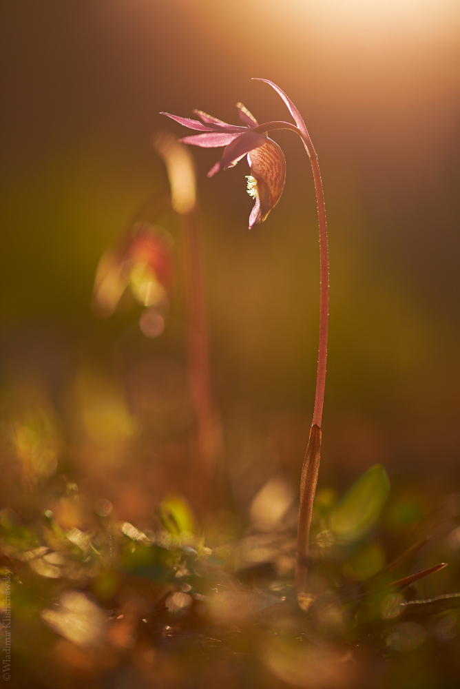 Calypso im Gegenlicht