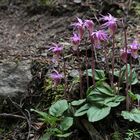 Calypso-Orchidee, Norne (Calypso bulbosa)