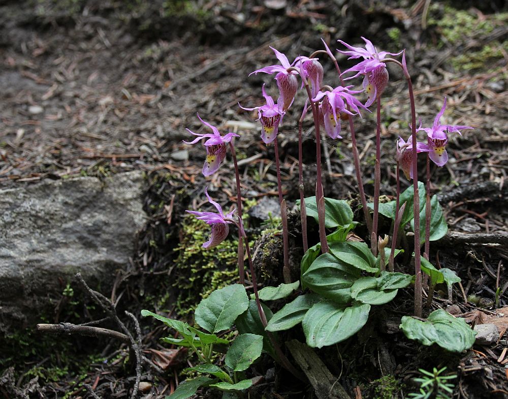 Calypso-Orchidee, Norne (Calypso bulbosa)