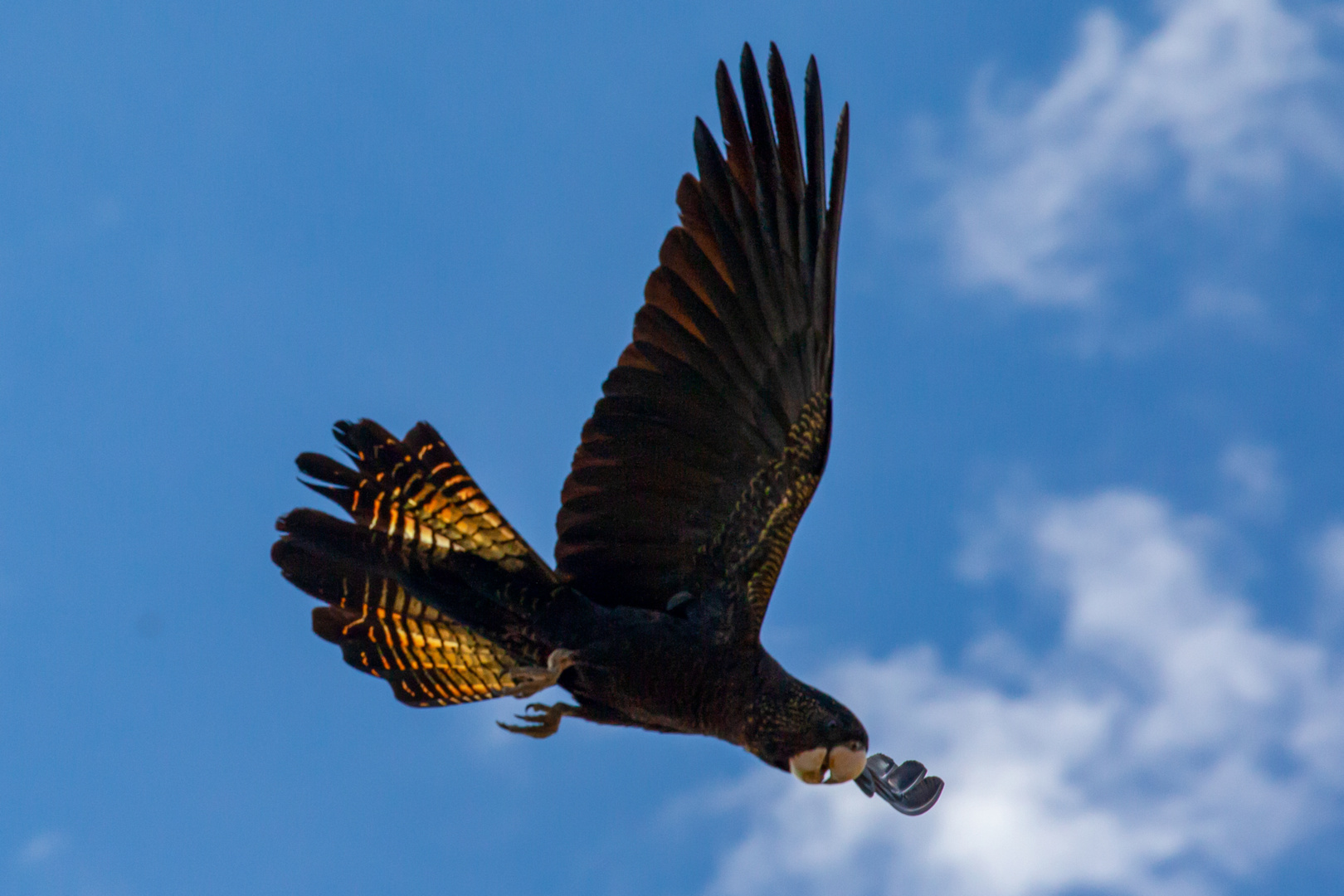 Calyptorhynchus banksii