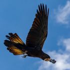 Calyptorhynchus banksii