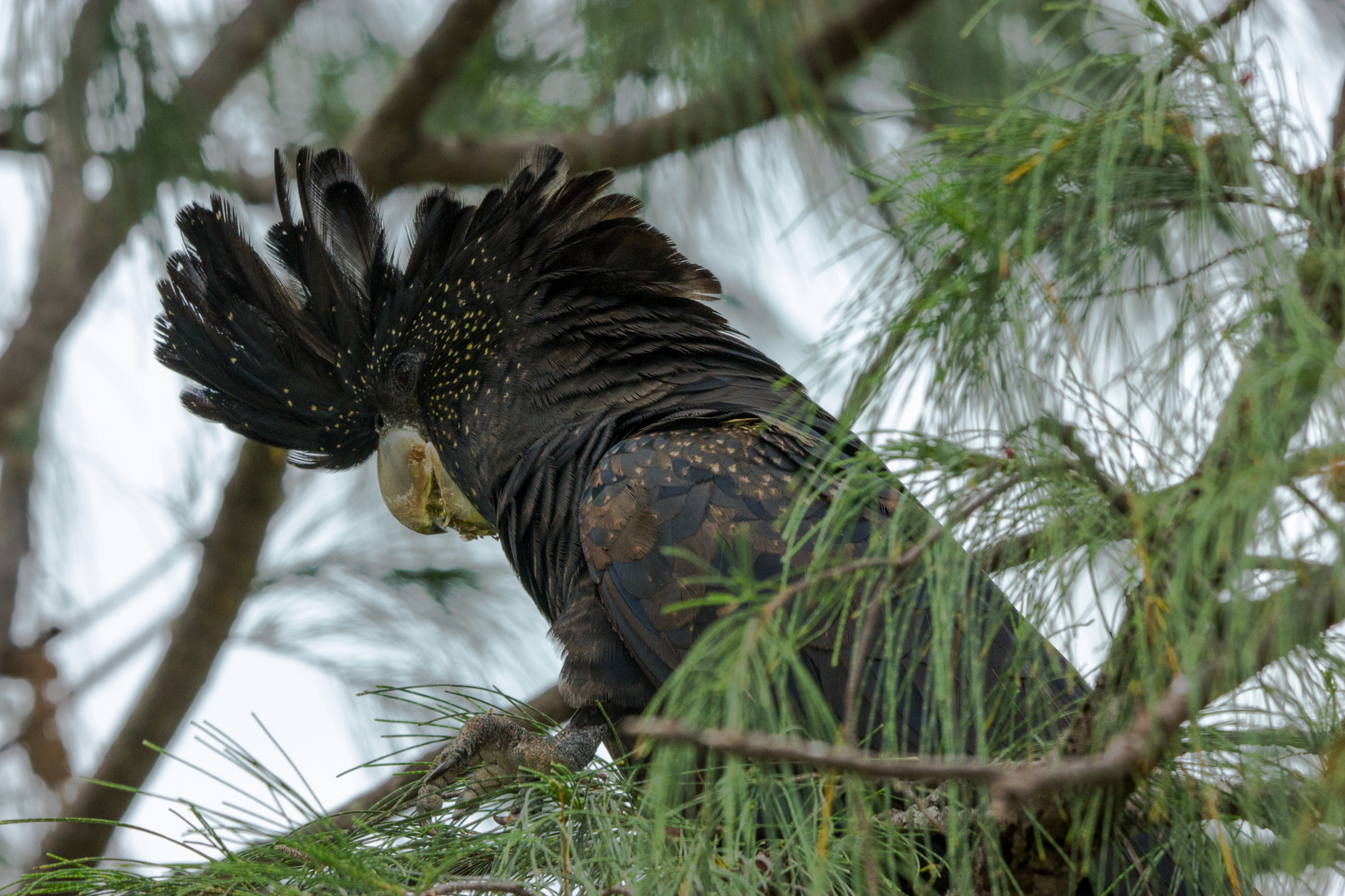 Calyptorhynchus banksii