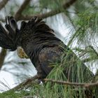 Calyptorhynchus banksii