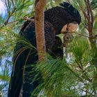 Calyptorhynchus banksii