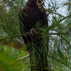 Calyptorhynchus banksii