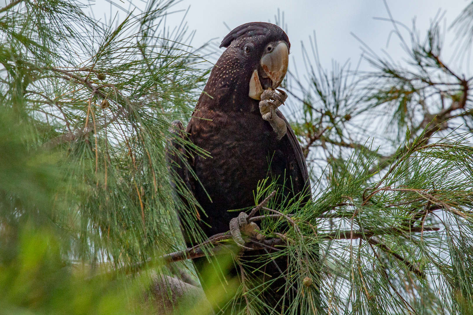 Calyptorhynchus banksii