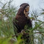 Calyptorhynchus banksii