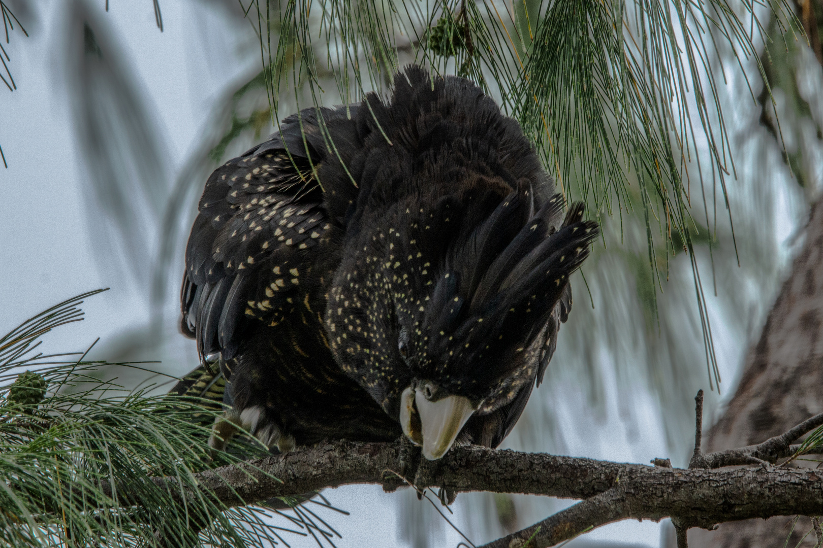 Calyptorhynchus banksii