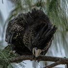 Calyptorhynchus banksii