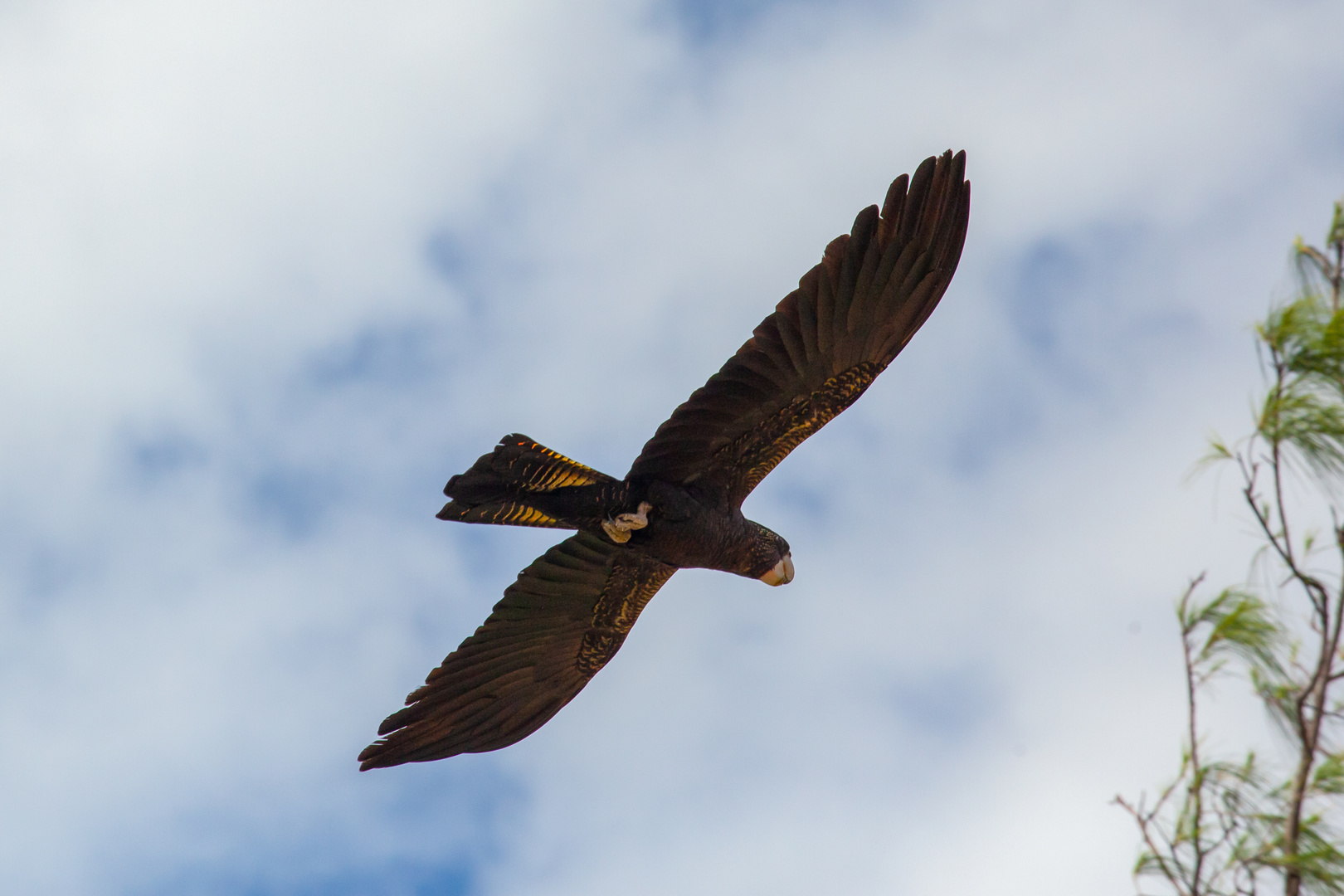 Calyptorhynchus banksii