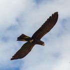 Calyptorhynchus banksii