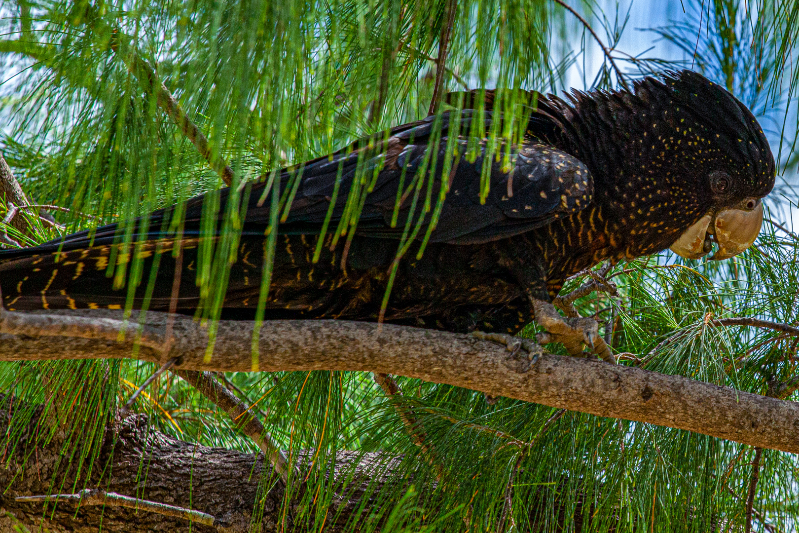 Calyptorhynchus banksii