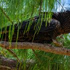 Calyptorhynchus banksii