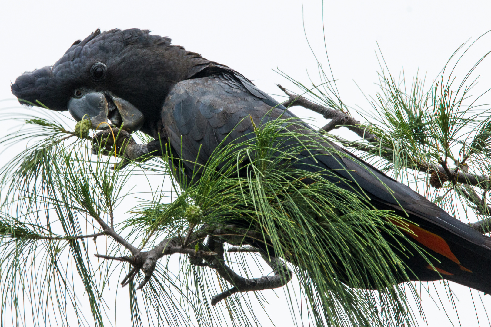 Calyptorhynchus banksii