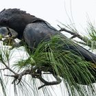 Calyptorhynchus banksii