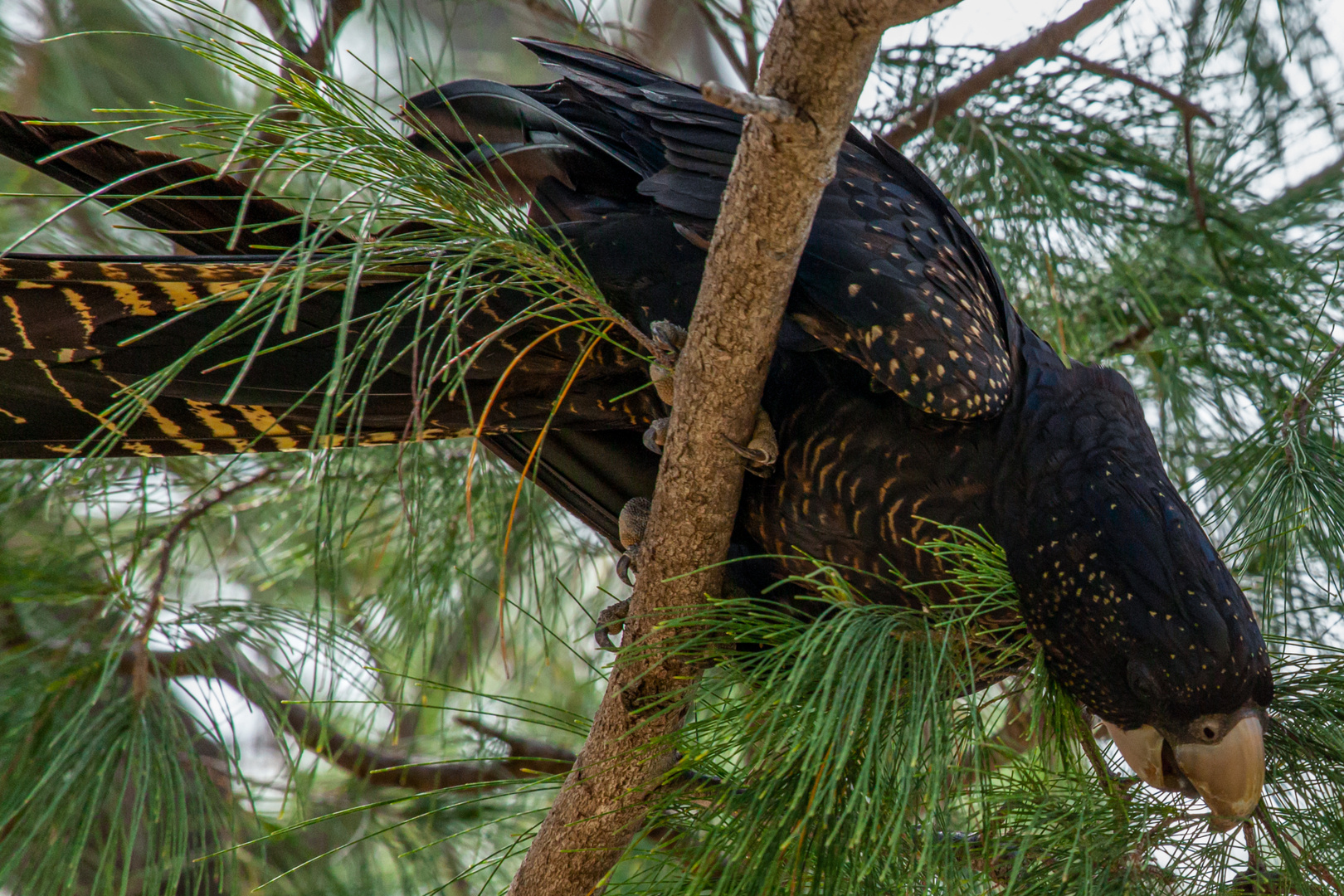 Calyptorhynchus banksii