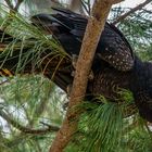 Calyptorhynchus banksii