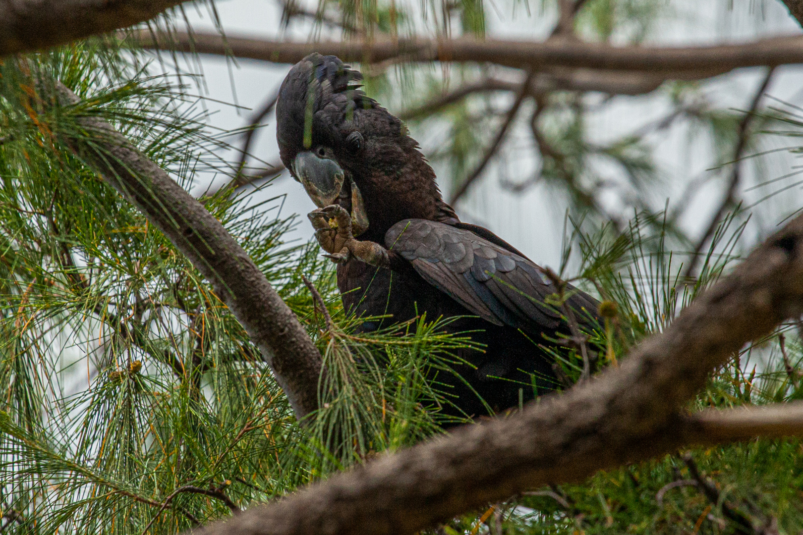 Calyptorhynchus banksii