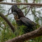 Calyptorhynchus banksii