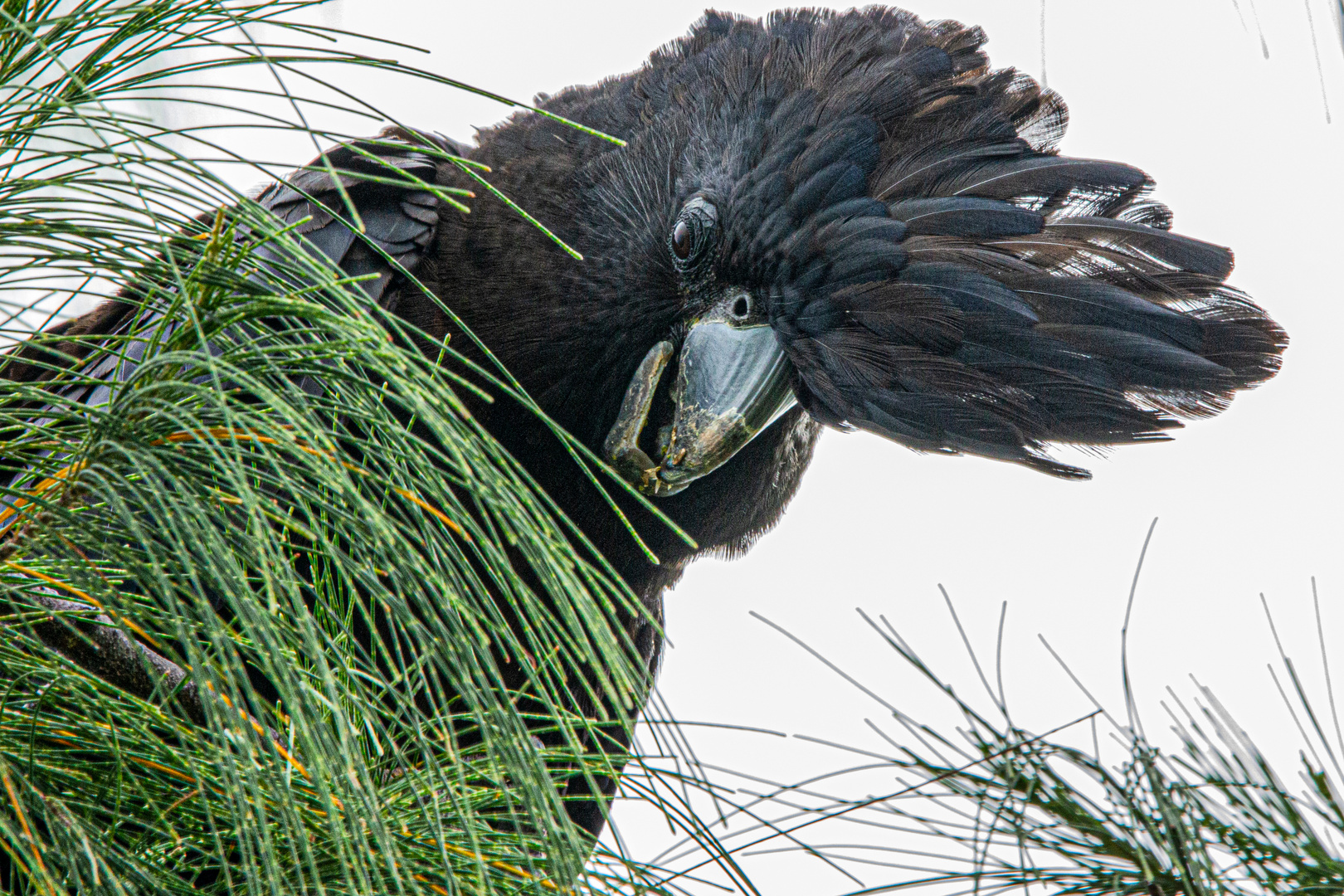 Calyptorhynchus banksii