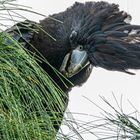 Calyptorhynchus banksii