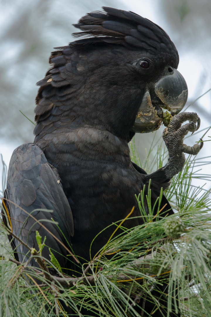 Calyptorhynchus banksii