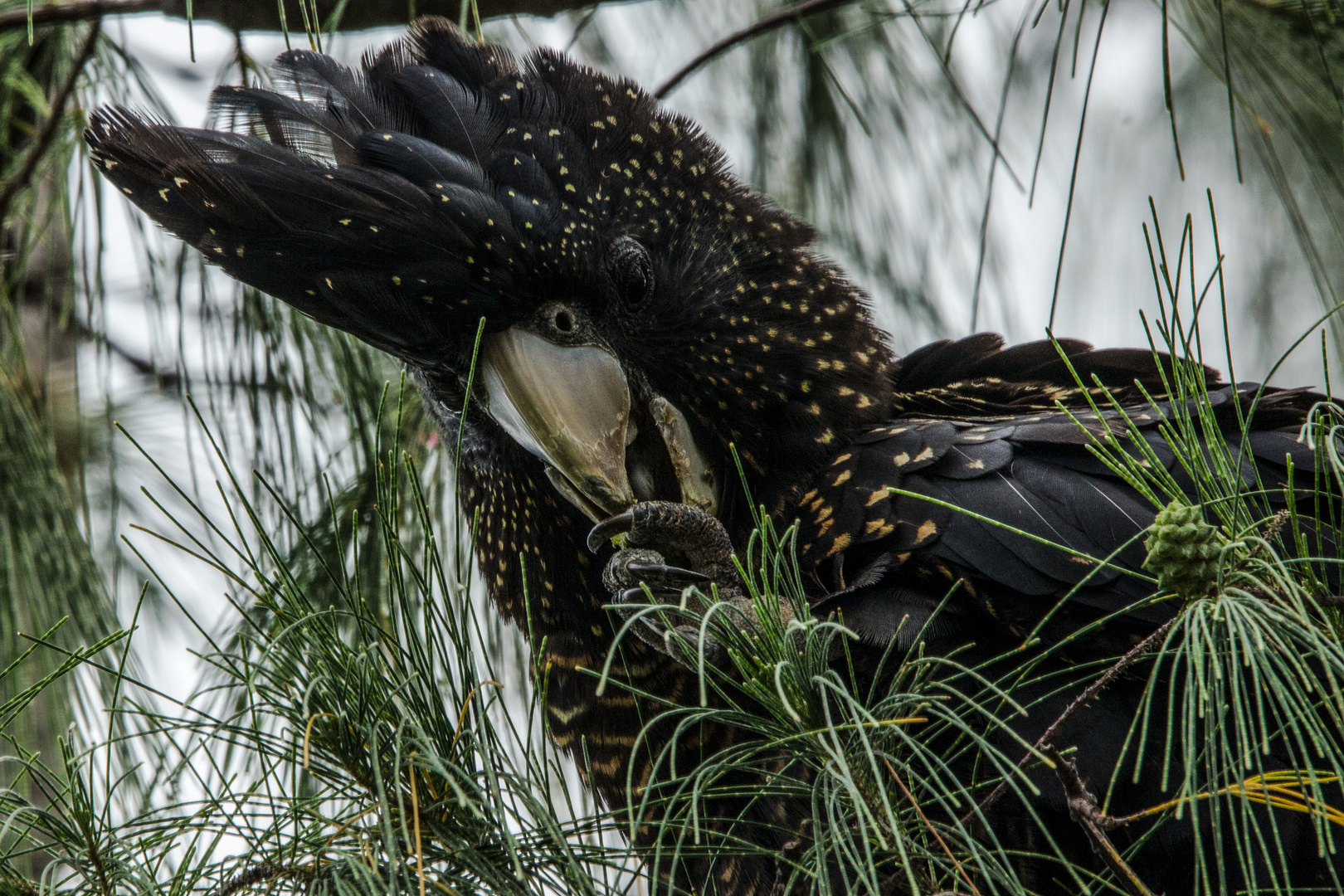 Calyptorhynchus banksii