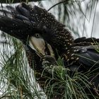 Calyptorhynchus banksii