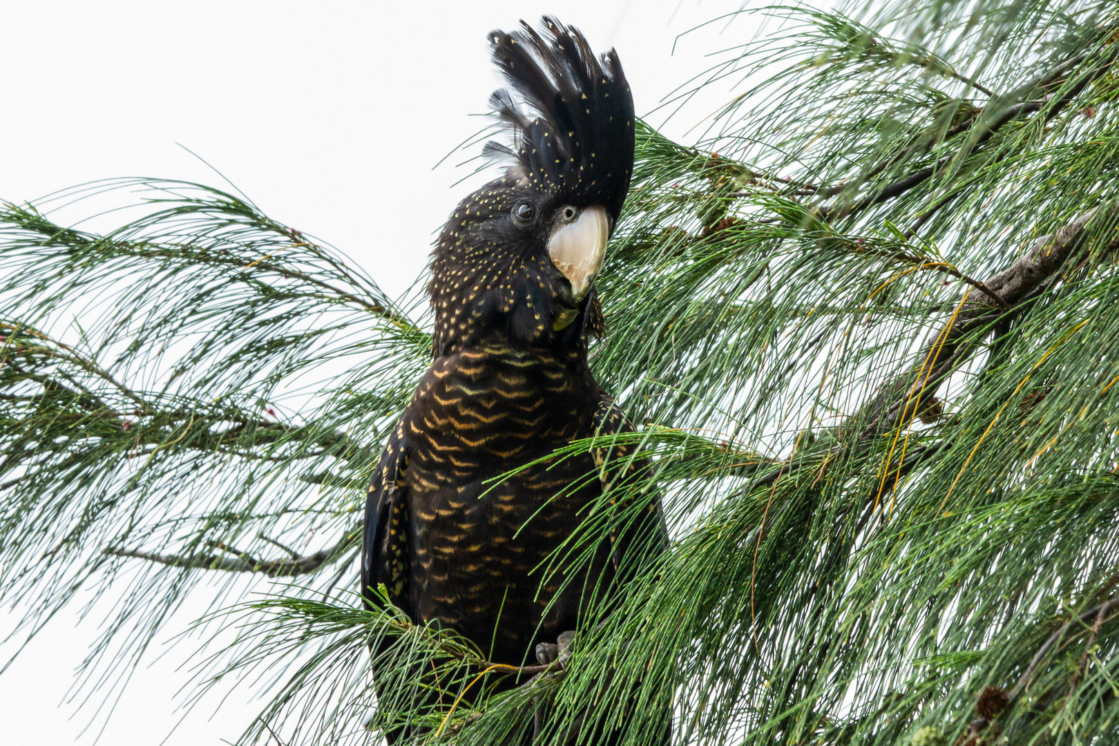 Calyptorhynchus banksii