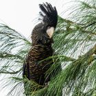 Calyptorhynchus banksii