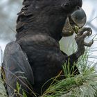 Calyptorhynchus banksii