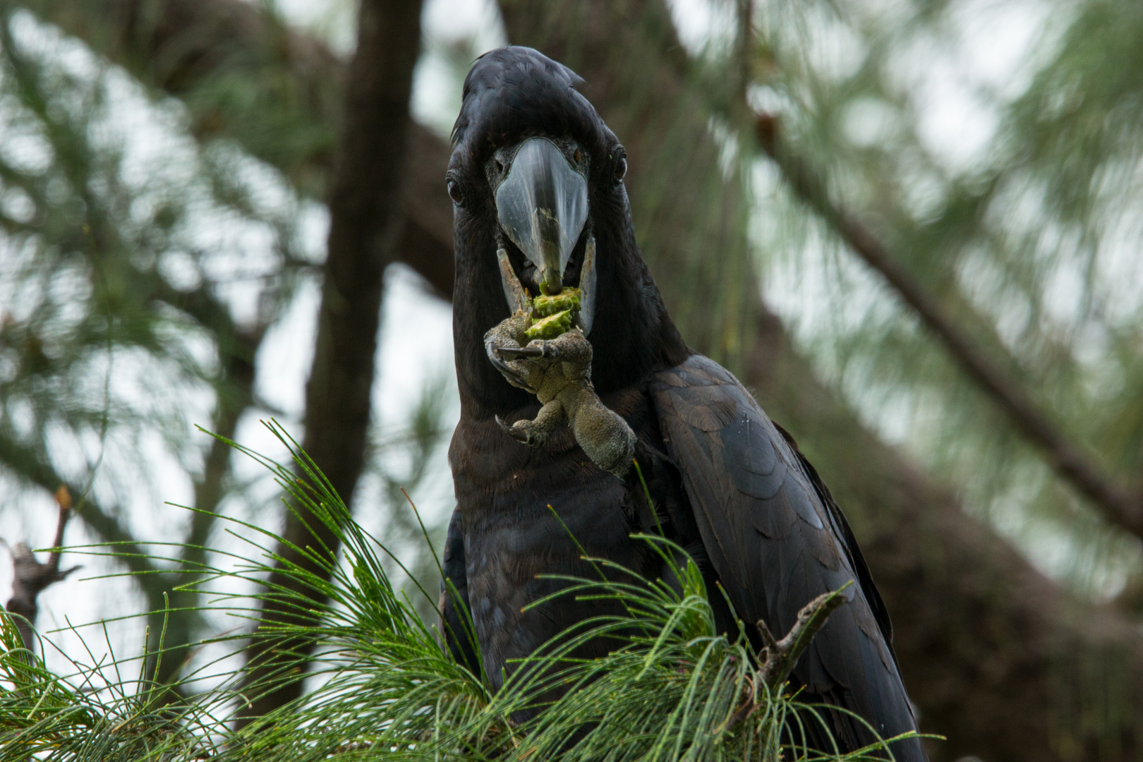 Calyptorhynchus banksii