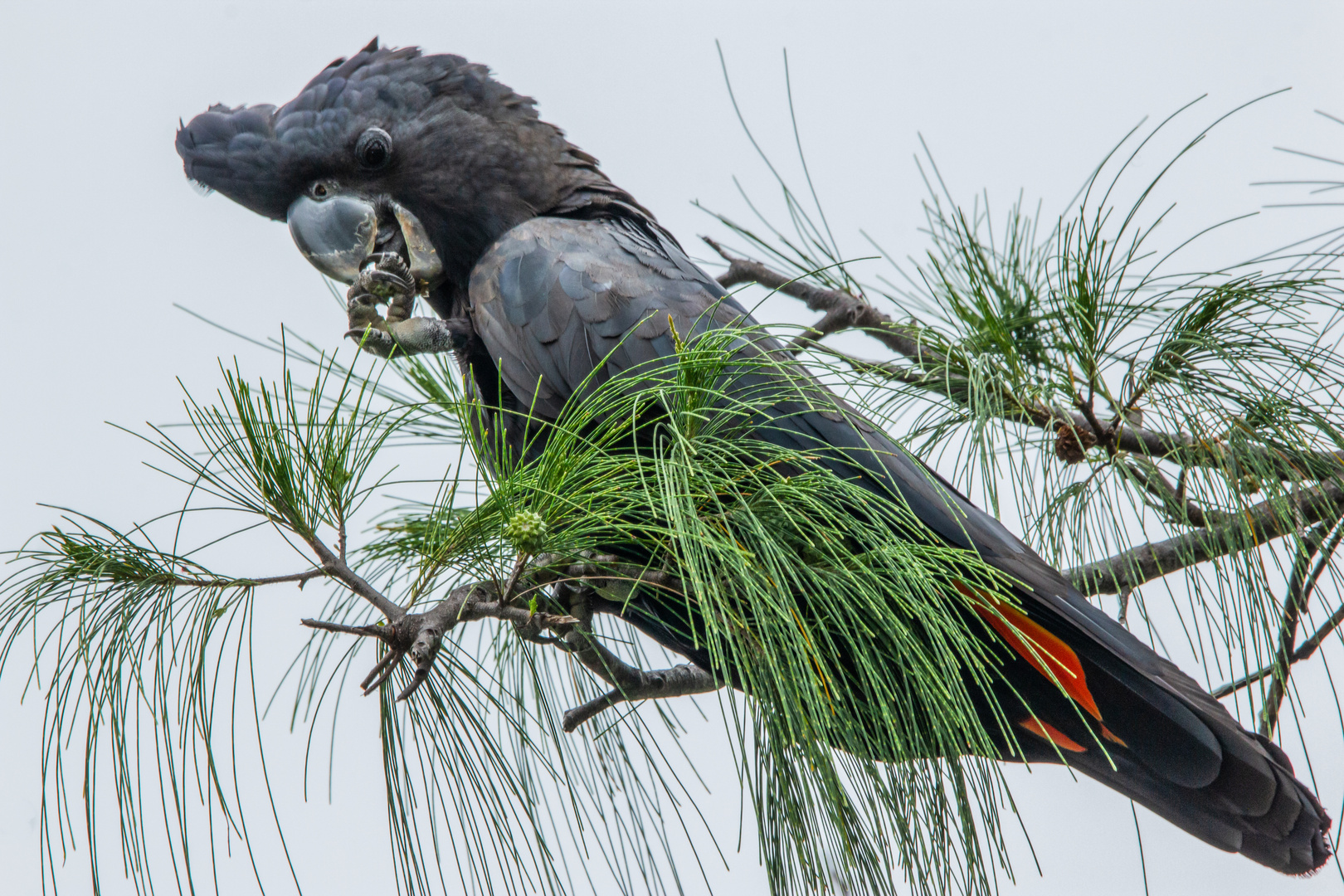 Calyptorhynchus banksii