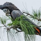 Calyptorhynchus banksii