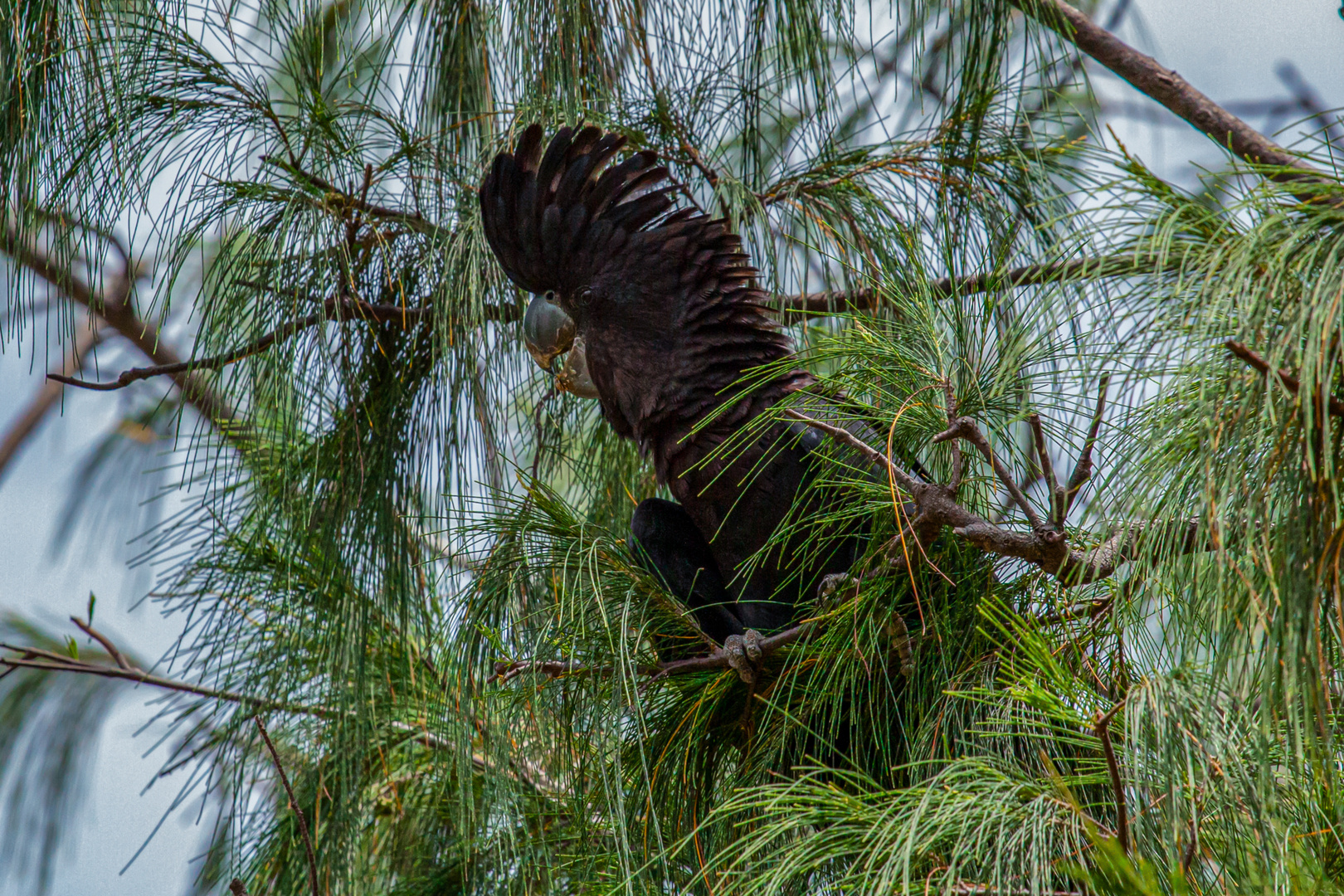 Calyptorhynchus banksii