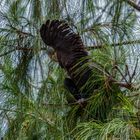 Calyptorhynchus banksii