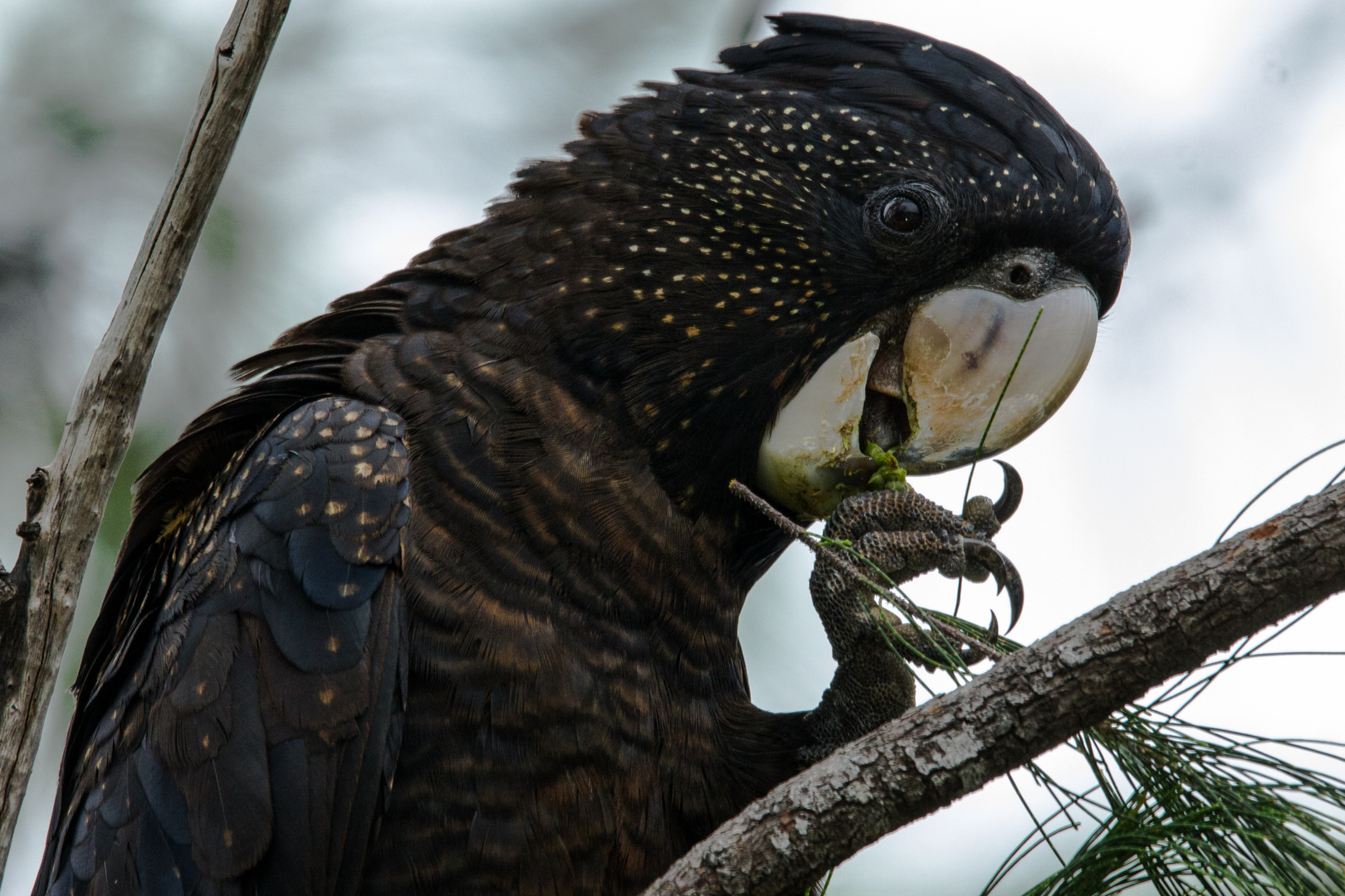 Calyptorhynchus banksii