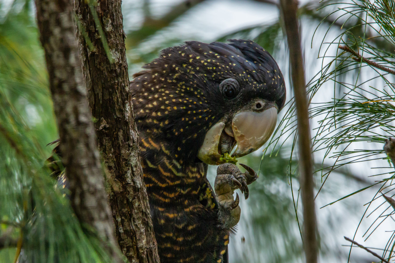 Calyptorhynchus banksii