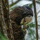 Calyptorhynchus banksii