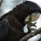 Calyptorhynchus banksii