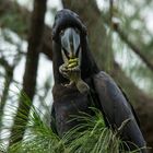 Calyptorhynchus banksii