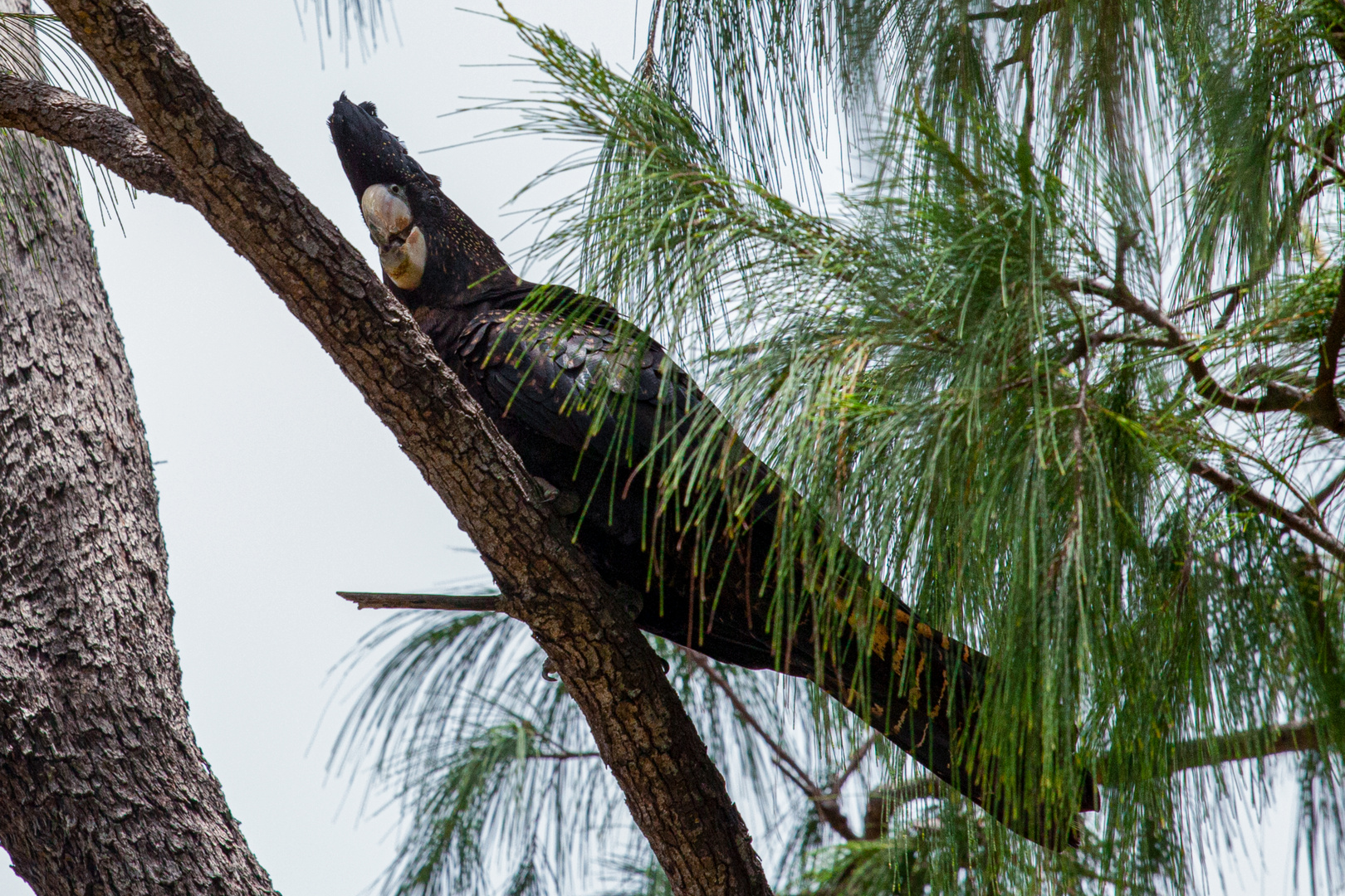 Calyptorhynchus banksii