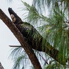 Calyptorhynchus banksii