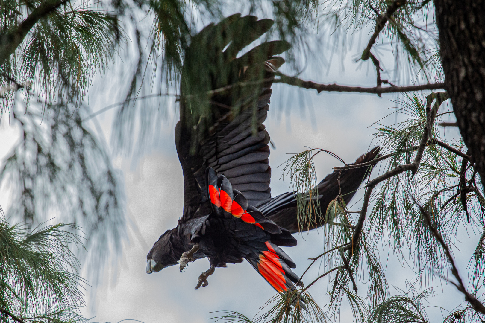 Calyptorhynchus banksii