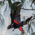 Calyptorhynchus banksii