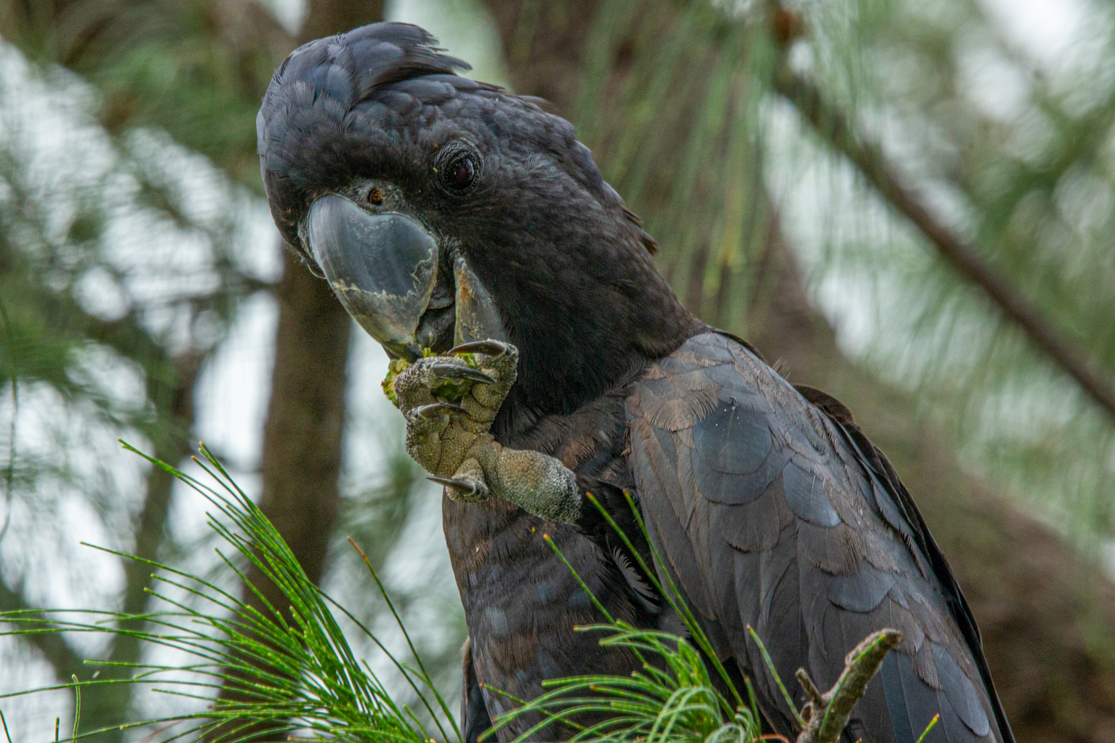 Calyptorhynchus banksii