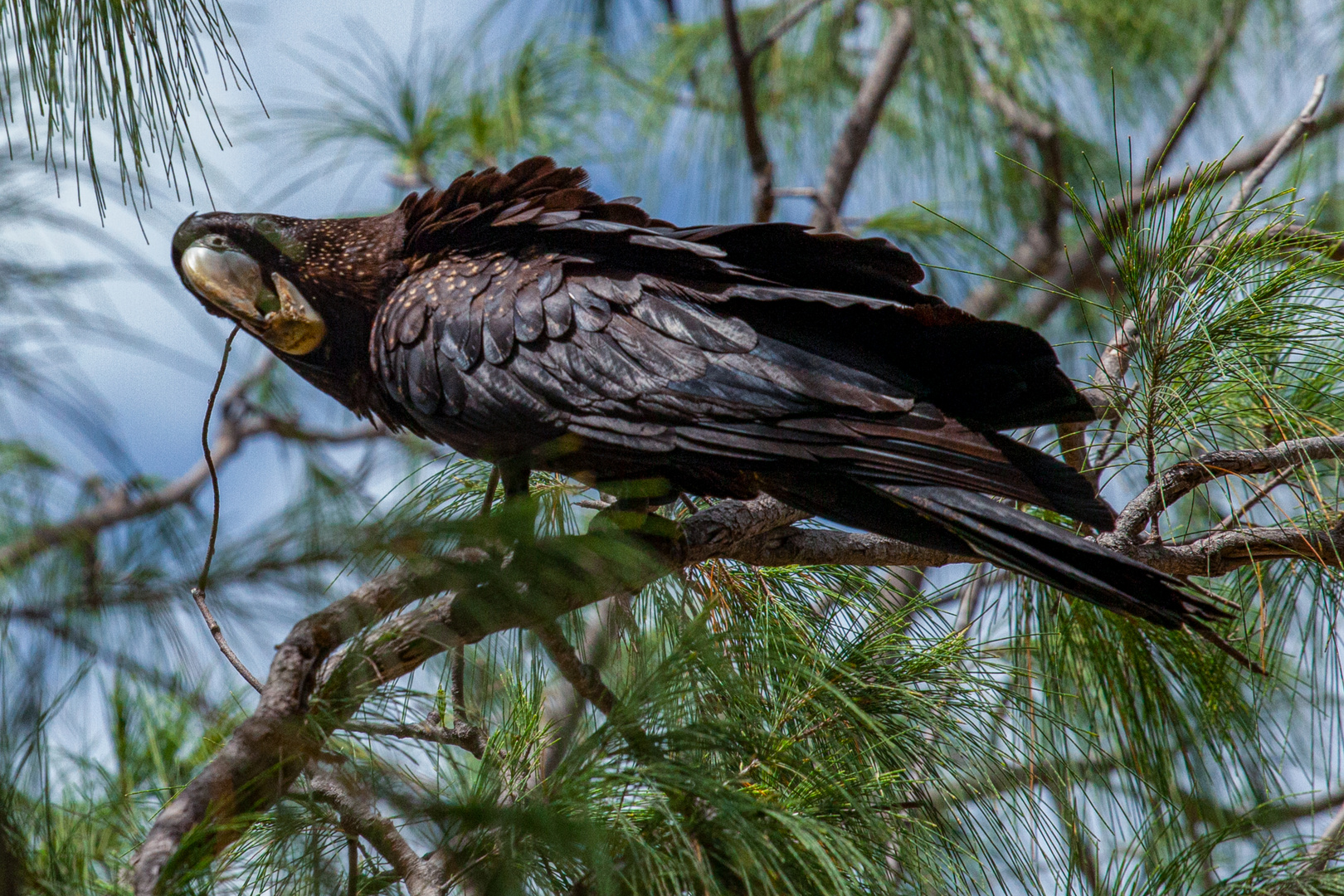 Calyptorhynchus banksii