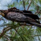 Calyptorhynchus banksii