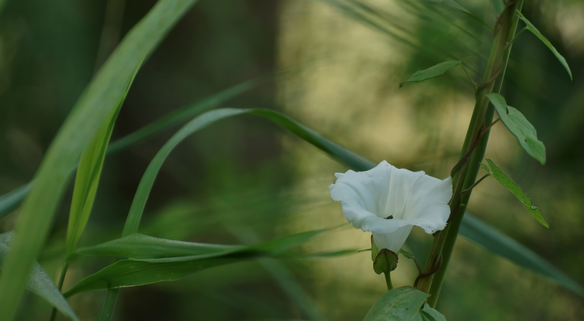 Calystegia sepium