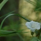 Calystegia sepium